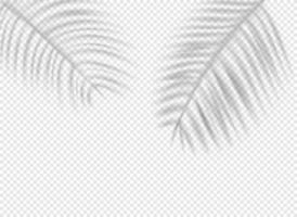 Palm leaves shadows on transparent background. Shadow overlay effect vector effect