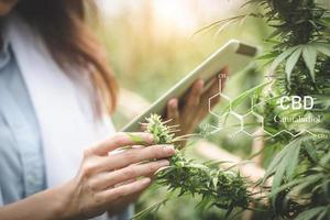 una científica investiga el cannabis con una laptop en un campo de cáñamo. cannabinoides en elementos cbd de marihuana. foto