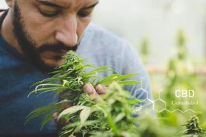 investigadores que trabajan en un campo de cáñamo, están revisando plantas. cannabinoides en elementos cbd de marihuana. foto