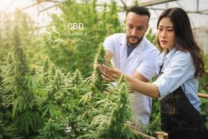 científico en un campo de cáñamo revisando plantas y flores, medicina herbal alternativa, conceptos de investigación de cannabis.