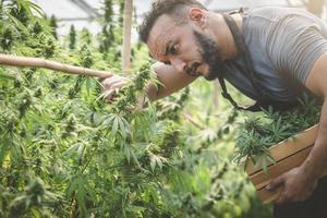los agricultores que recolectan cannabis en su comercial, el cannabis sativa se cultiva industrialmente para la producción de cannabis para productos derivados como el aceite de cbd.