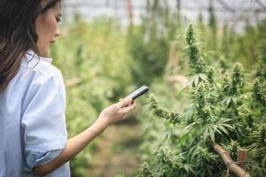 los científicos inspeccionan y analizan las plantas de cannabis, firman los resultados con el teléfono móvil en el invernadero. concepto de medicina alternativa a base de hierbas, industria farmacéutica.