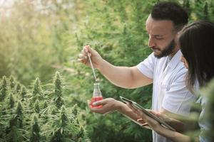 scientist checking and analizing hemp plants, signing the results with laptop. Concept of herbal alternative medicine,cbd oil, pharmaceutical industry photo