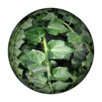hiedra verde esfera fondo transparente