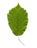 hazelnut tree leaf transparent PNG