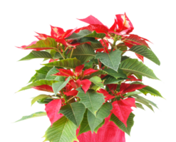 estrella de navidad poinsettia euphorbia pulcherrima planta transparente png