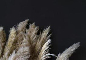 Dried natural pampa grass on a black background. photo