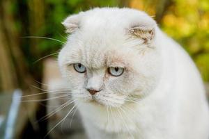 Funny portrait of short-haired domestic white kitten on green backyard background. British cat walking outdoors in garden on summer day. Pet care health and animals concept. photo