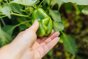 Gardening and agriculture concept. Female farm worker hand harvesting green fresh ripe organic bell pepper in garden. Vegan vegetarian home grown food production. Woman picking paprika pepper. photo