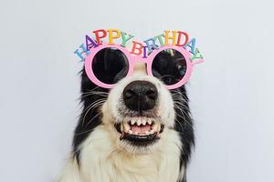 Happy Birthday party concept. Funny cute puppy dog border collie wearing birthday silly hat isolated on white background. Pet dog on Birthday day. photo