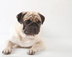 Perro pug aislado sobre un fondo blanco. foto