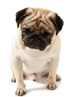 Pug dog isolated on a white background photo