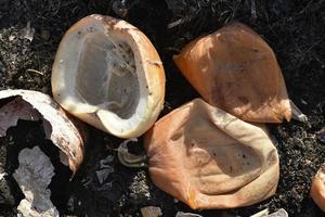 Rotten crusts of yellow pumpkin in the trash photo