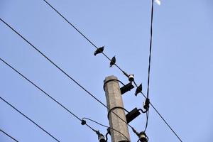 un pájaro estornino en una línea eléctrica foto