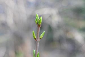 Branch trees close-up on a blurry background photo