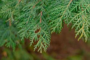 Green thuja tree close-up on a blurry background photo