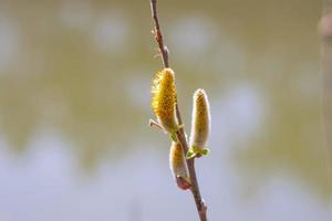 Branch trees close-up on a blurry background photo