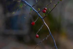 Branch trees close-up on a blurry background photo