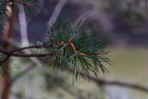 Pine tree close-up on a blurry background photo