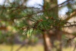 Pine tree close-up on a blurry background photo