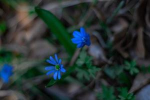 Forest flowers and plants close-up on a blurry background photo