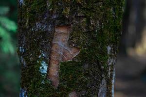 Tree trunk close-up on blurred background photo