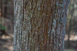 Tree trunk close-up on blurred background photo