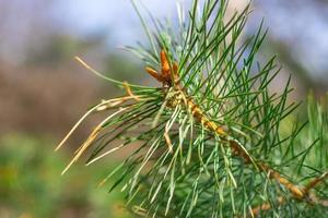 Pine tree close-up on a blurry background photo