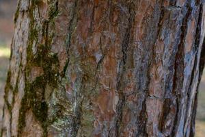 Tree trunk close-up on blurred background photo