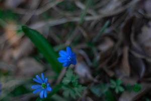 Forest flowers and plants close-up on a blurry background photo