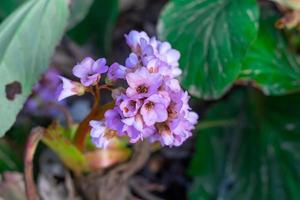 primer plano de flores y plantas del bosque sobre un fondo borroso foto