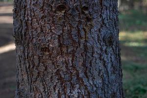 Tree trunk close-up on blurred background photo