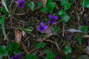 primer plano de flores y plantas del bosque sobre un fondo borroso foto