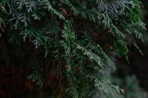Green thuja tree close-up on a blurry background photo