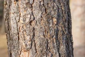 Tree trunk close-up on blurred background photo