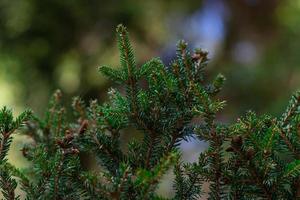 Pine tree close-up on a blurry background photo