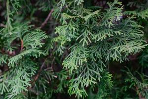 primer plano de árbol de thuja verde sobre un fondo borroso foto