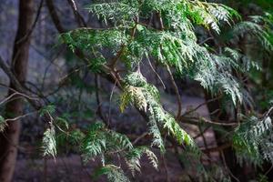 Green thuja tree close-up on a blurry background photo