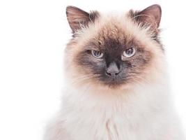 Cat breed Neva masquerade color color point. Portrait of a purebred beautiful cat isolate. photo