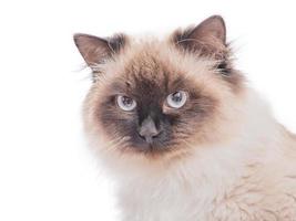 Cat breed Neva masquerade color color point. Purebred beautiful cat isolate. photo