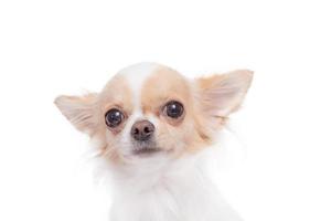 foto aislada de un perro chihuahua sobre un fondo blanco. mascota, mini perro.
