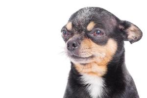 Isolated photo of a Chihuahua dog on a white background. Pet, dog.