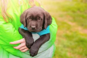 Labrador retriever puppy of black color in the arms of a girl in a green jacket. Soft focus. photo