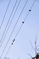 A starling bird on a power line