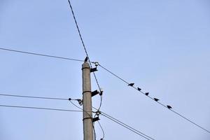 A starling bird on a power line