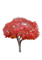 hermosas hojas rojas del árbol de arce en la temporada de otoño foto