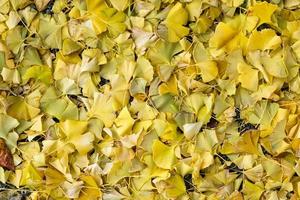 Ginkgo Biloba yellow leaves falling on ground photo