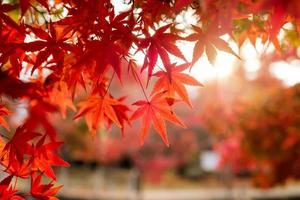 Red Maple leaves in corridor garden with blurred sunlight photo