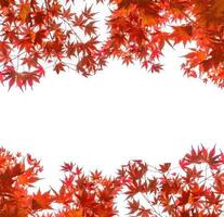 Red Maple leaves cover on white background photo