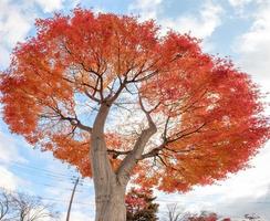 hermoso árbol de arce hojas rojas en otoño foto